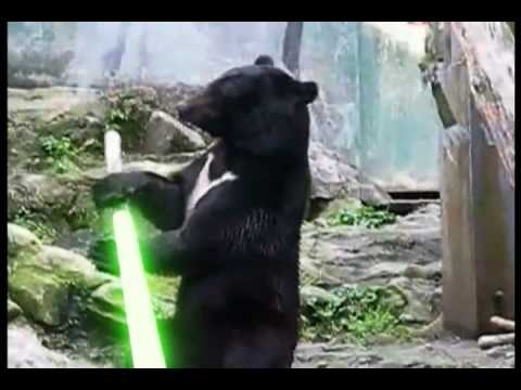 Kung Fu Bear Finds  a Light Saber - YouTube