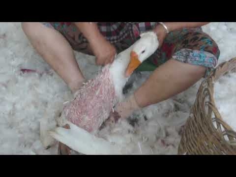 1分でわかる、羽毛・ダウン生産の真実 - YouTube