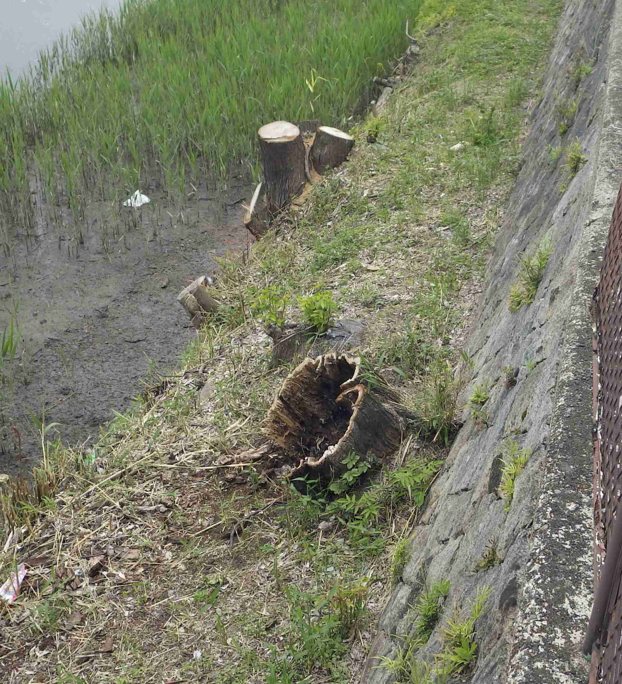 「被爆樹木」誤って伐採　広島県が認識せず（共同通信） - Yahoo!ニュース