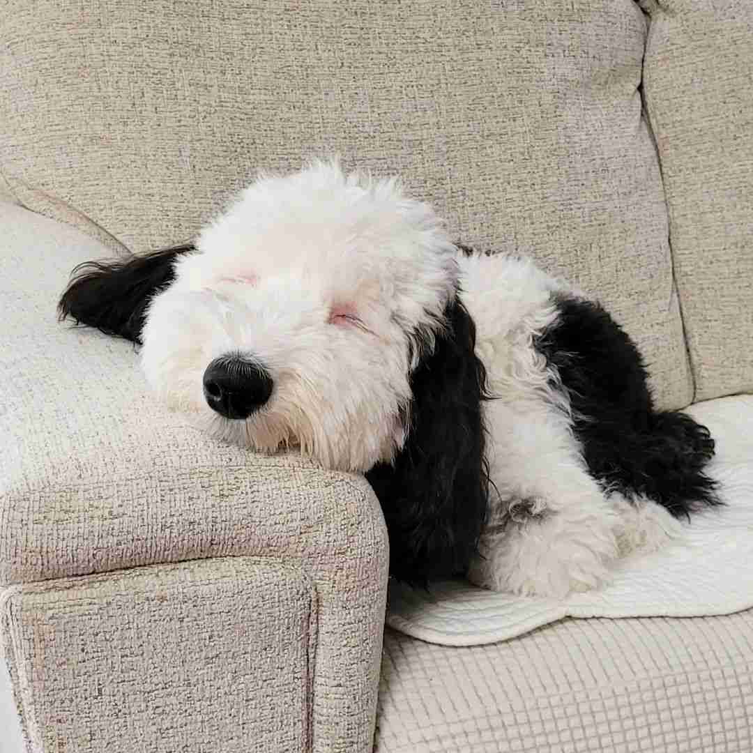 愛くるしい画像で癒やされたい