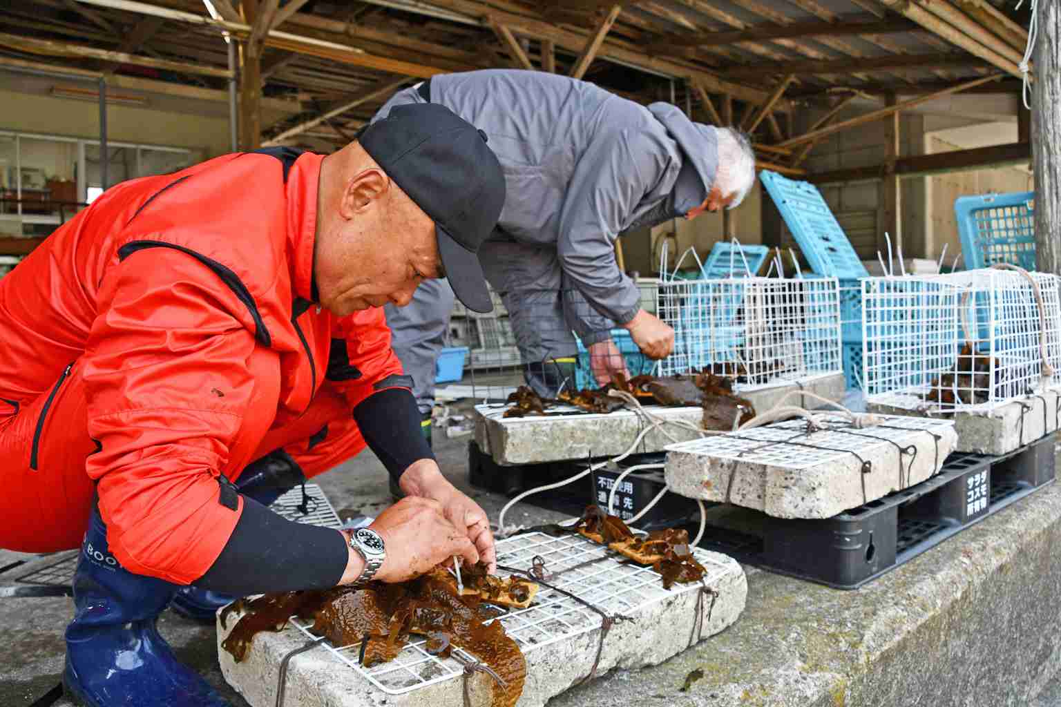 アラメの藻場再生へ　小湊海士組合が対策　鴨川（千葉県）（房日新聞） - Yahoo!ニュース