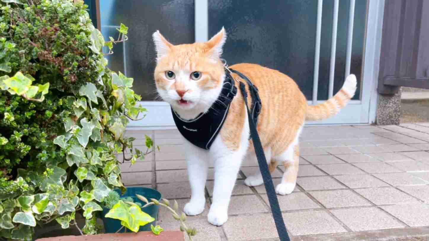 本日の動画はお休みします｜元野良猫チャチャとR me