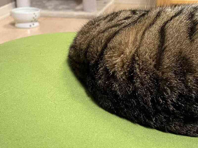 一瞬、目の錯覚かと…　「見事な左右対称」の子猫をご覧ください（2023年4月6日）｜BIGLOBEニュース