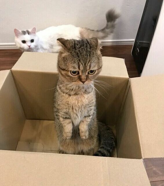 猫にありがちなこと