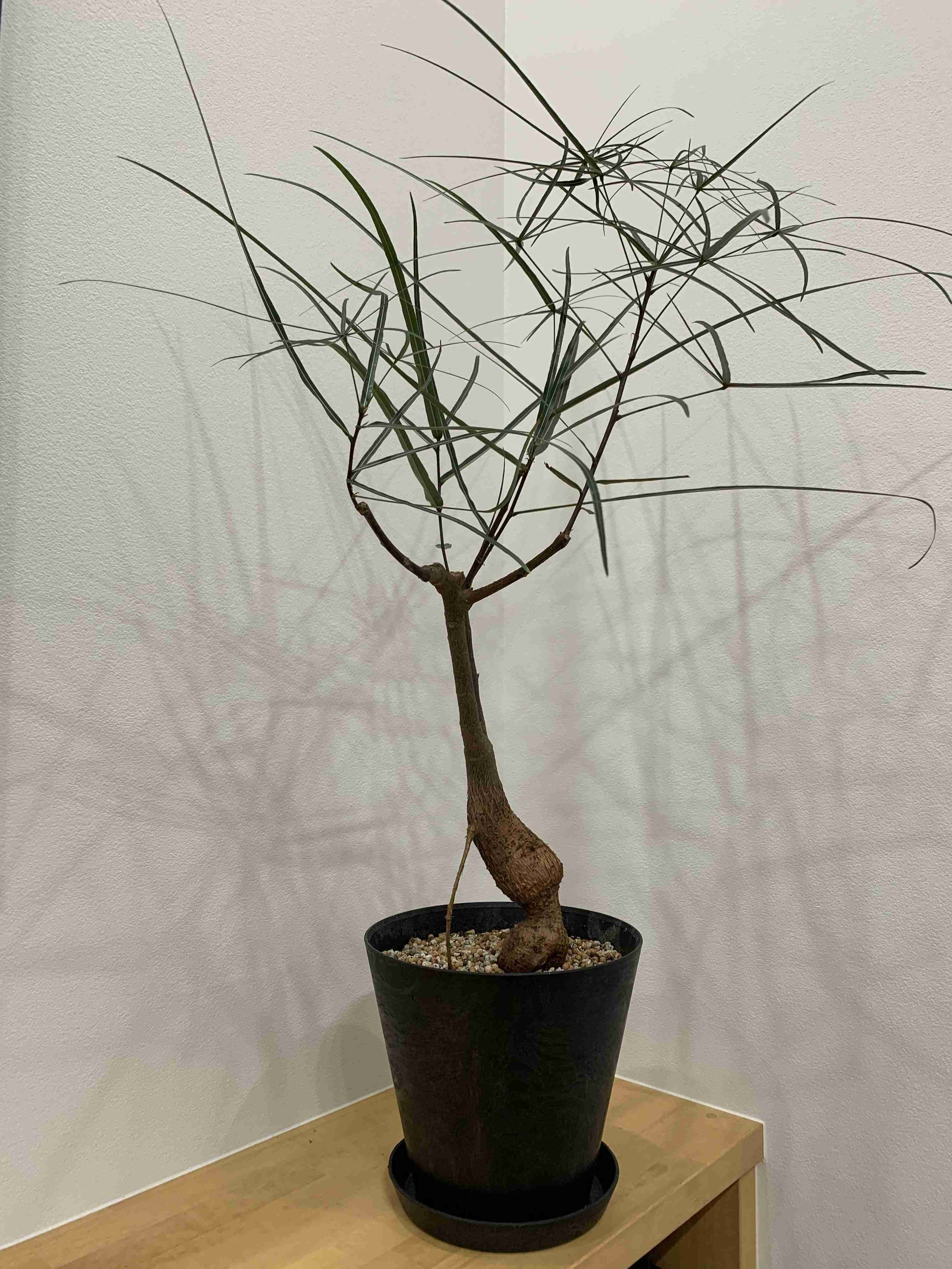 観葉植物を見せてください🌿Part4