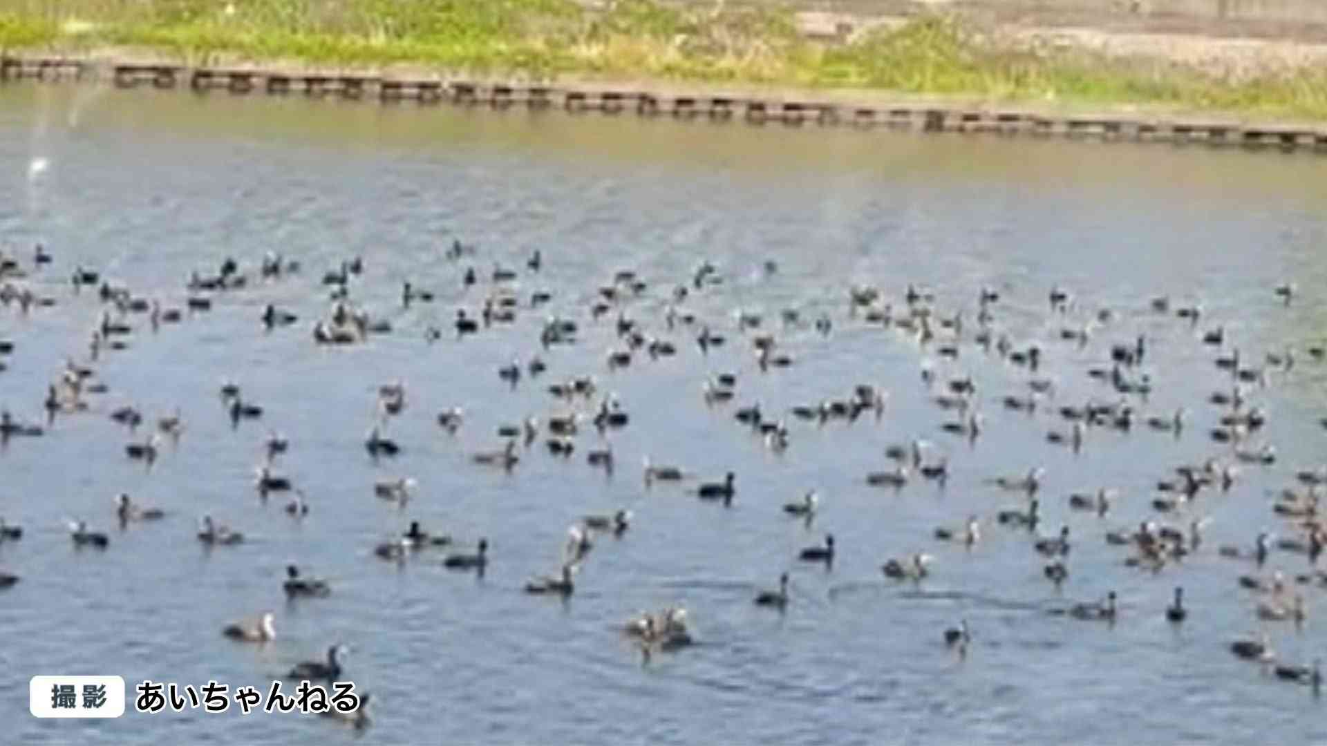 川を埋め尽くす“カワウ”の大群　名古屋城でも騒動に…地元住民「今まで見たことがない」【名古屋市】（FNNプライムオンライン） - Yahoo!ニュース
