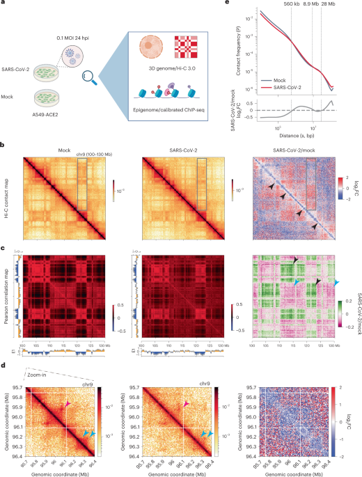 SARS-CoV-2 restructures host chromatin architecture | Nature Microbiology
