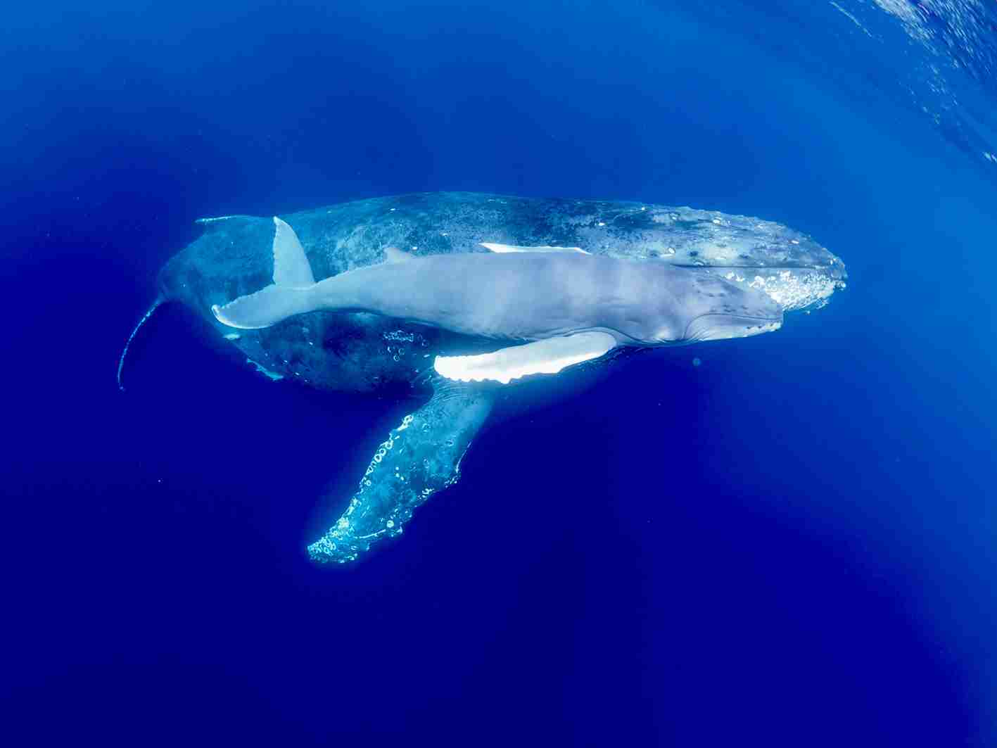過去最多、参加6000人超　奄美近海23年季ホエールウオッチ　ザトウクジラ、群れ出現も最多（南海日日新聞） - Yahoo!ニュース