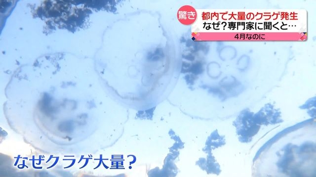「こんなところに…」　東京・晴海エリアでクラゲが大量発生　専門家は「神出鬼没　流れに流されてしまう」（日テレNEWS） - Yahoo!ニュース