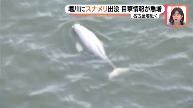 名古屋でスナメリ目撃相次ぐ　ボラの大量発生と関連か？（メ〜テレ（名古屋テレビ）） - Yahoo!ニュース