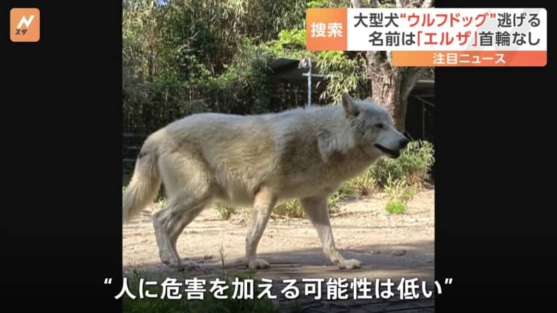「基本的には人を見て逃げてしまう」千葉・南房総で保護犬の“ウルフドッグ”が逃走　警察が捜索