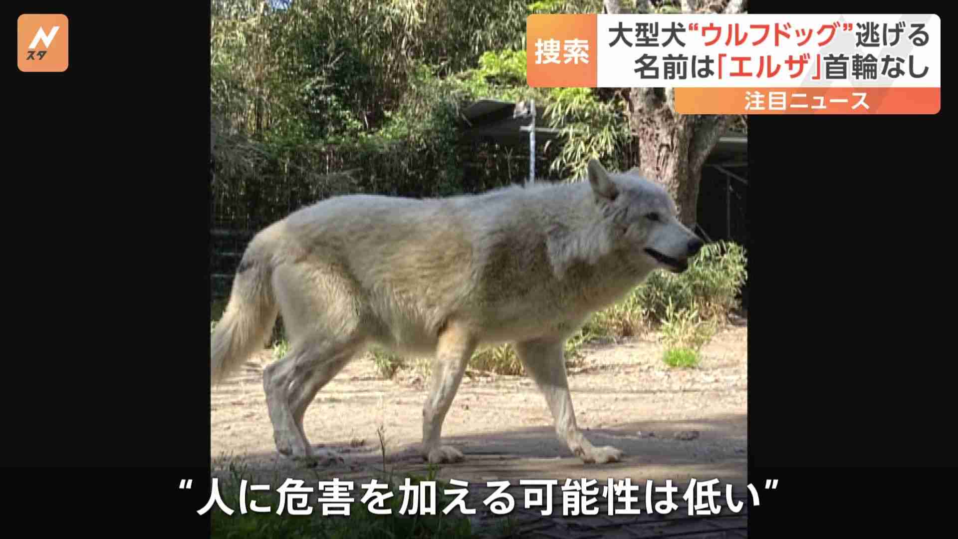 「基本的には人を見て逃げてしまう」千葉・南房総で保護犬の“ウルフドッグ”が逃走　警察が捜索 | TBS NEWS DIG