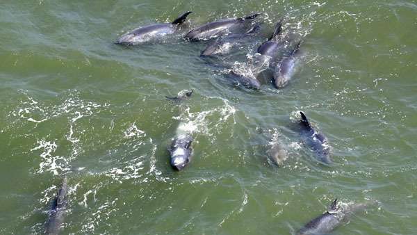 東日本大震災直前と同じ「カズハゴンドウ」か…千葉県海岸でイルカ大量打ち上げの不気味（日刊ゲンダイDIGITAL） - Yahoo!ニュース