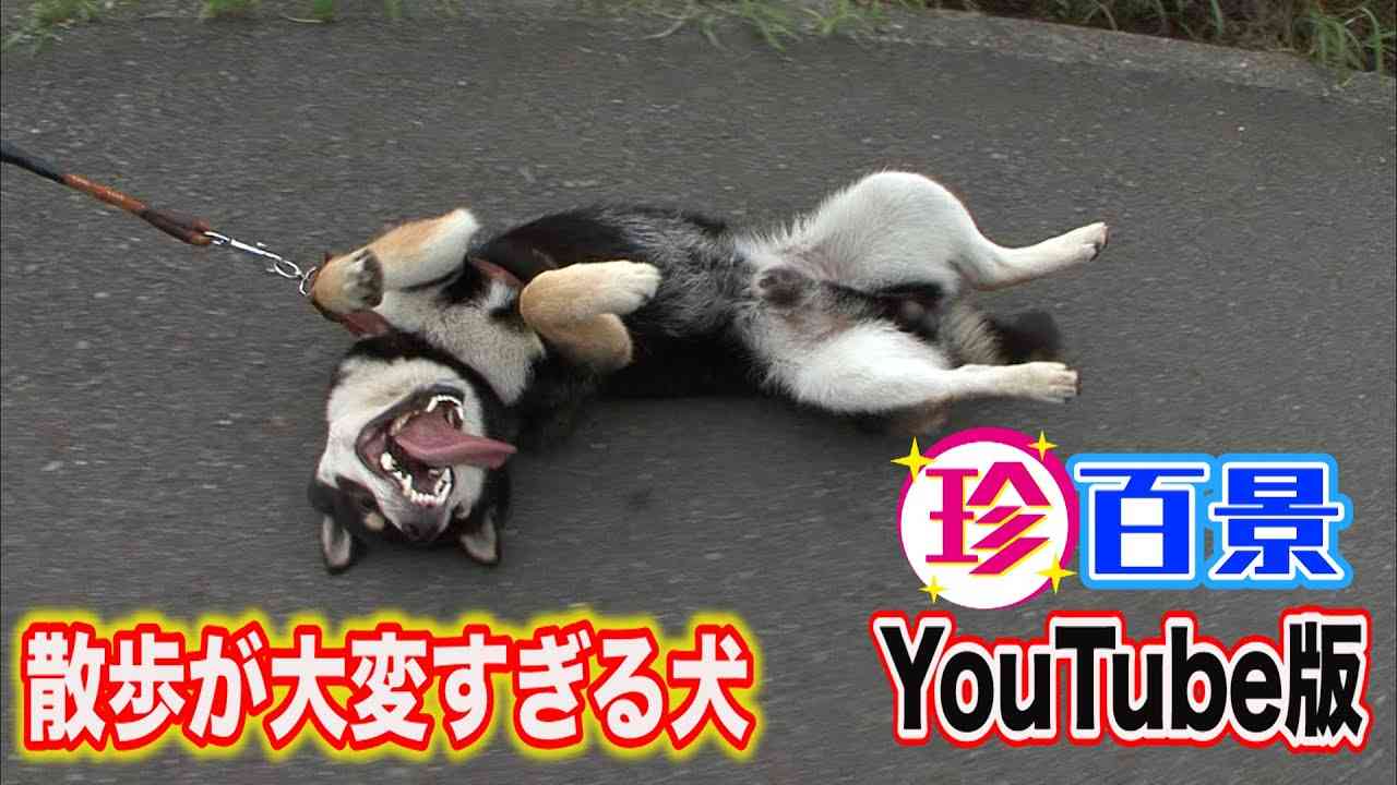 【衝撃の散歩】引きずられるのが好きな犬！！（The dog which likes being dragged ) - YouTube