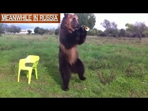 Russian Bear Shows Off His Amazing Tricks - YouTube