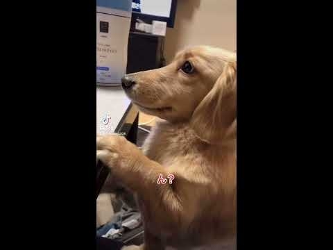 ん？と返事をする喋るイッヌ - YouTube