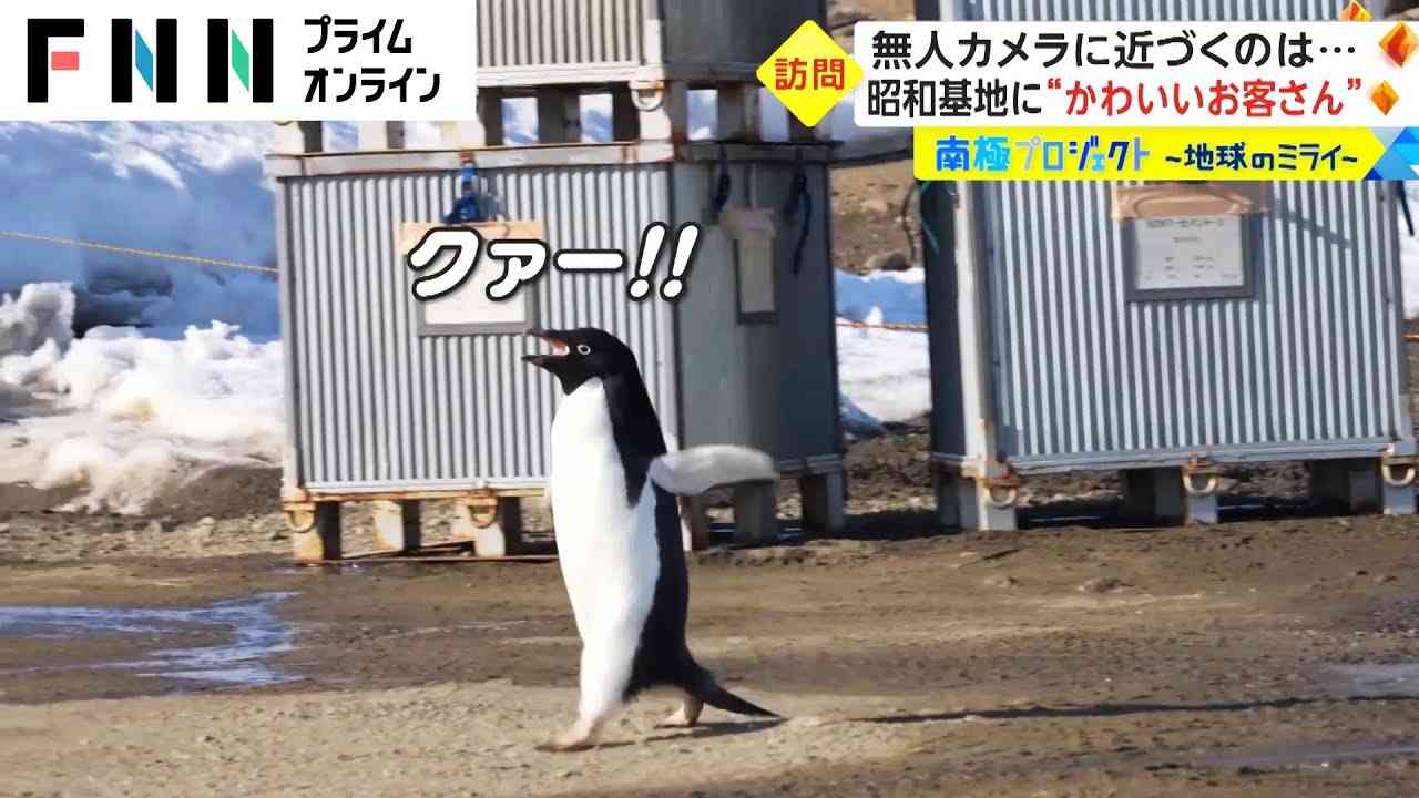 南極プロジェクト　昭和基地に“かわいいお客さん”　無人カメラに近づくのは... - YouTube