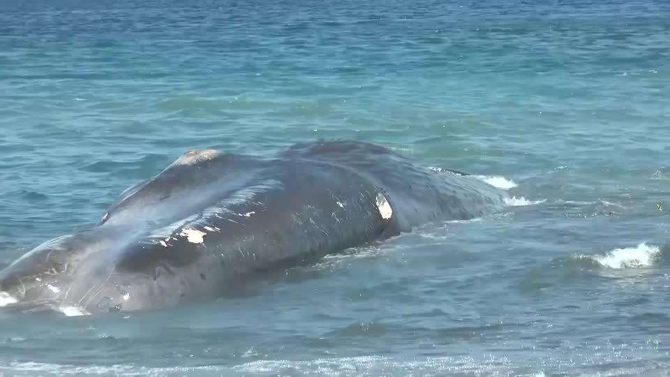 バリ島でクジラの打ち上げ相次ぐ、今週だけで18頭　1カ月で3頭が死ぬ（ロイター） - Yahoo!ニュース