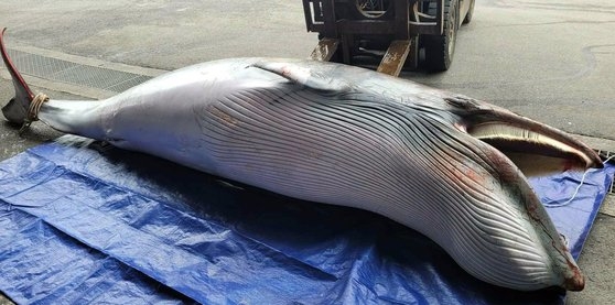 韓国南海で長さ４メートルのミンククジラの死体発見（中央日報日本語版） - Yahoo!ニュース