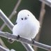 進撃の日本 on Twitter: 