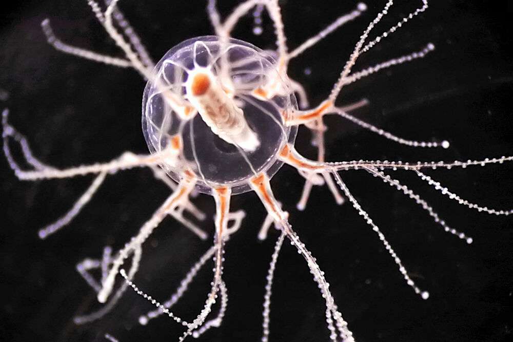 脳はないけど…クラゲも「満腹感」　東北大グループが発見（河北新報） - Yahoo!ニュース