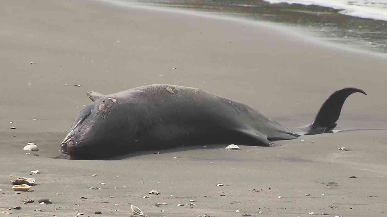 イルカ新たに9頭打ち上がる　千葉の海岸で…穴を掘り死骸埋める作業続く（FNNプライムオンライン） - Yahoo!ニュース