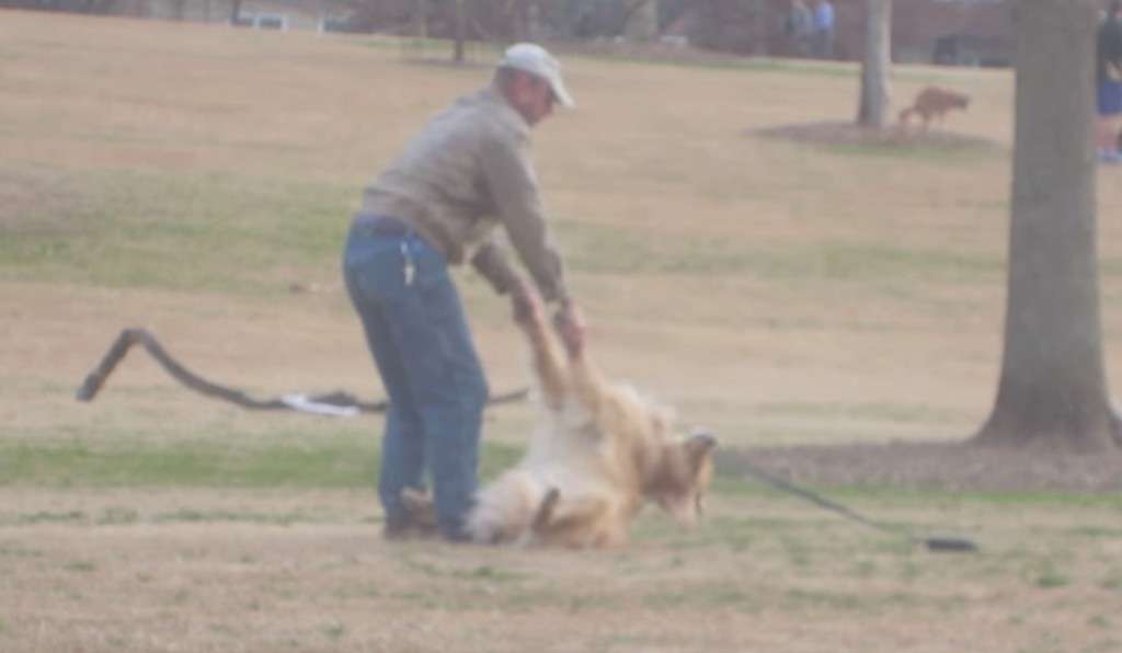 「帰りたくない」全身の力を抜いた秋田犬の“帰宅拒否”がスゴい！体重は約36kg…その後を飼い主に聞いた