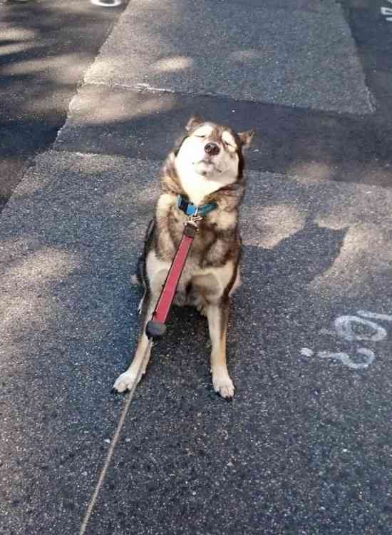 「帰りたくない」全身の力を抜いた秋田犬の“帰宅拒否”がスゴい！体重は約36kg…その後を飼い主に聞いた
