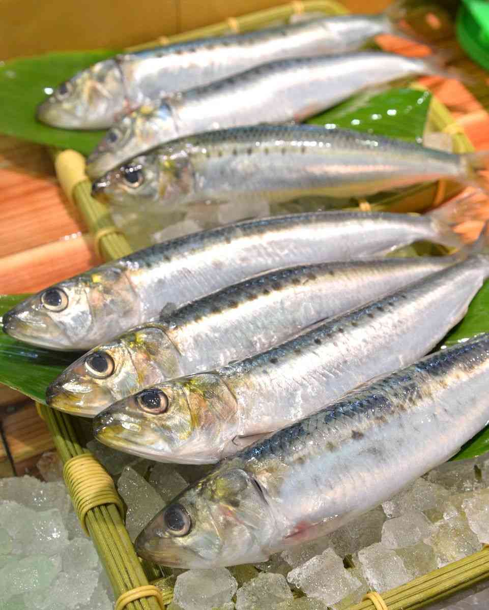 ウエカツ流サカナ道一直線　イワシは海の米、恩恵限りなし（産経新聞） - Yahoo!ニュース
