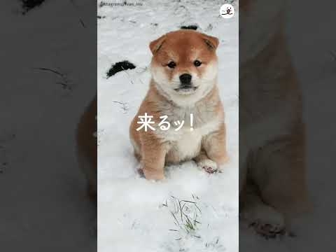 コロコロ子柴がこっちに来るッ！ - YouTube