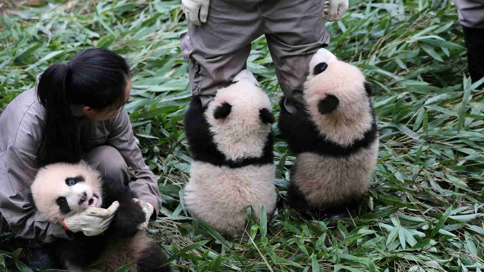 高額な「パンダレンタル料」の使い道を追え！ | 中国パンダ外交の真実 最終回（全５回） | クーリエ・ジャポン