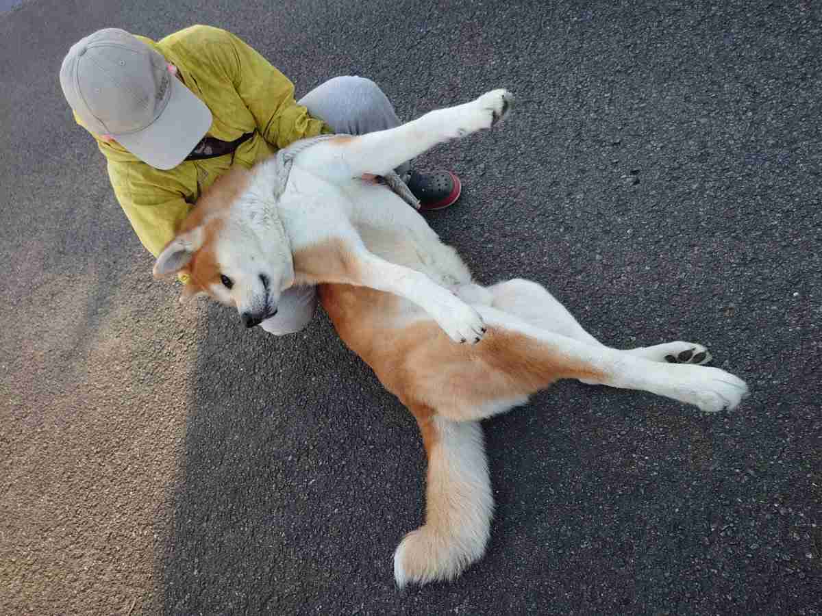 「帰りたくない」全身の力を抜いた秋田犬の“帰宅拒否”がスゴい！体重は約36kg…その後を飼い主に聞いた
