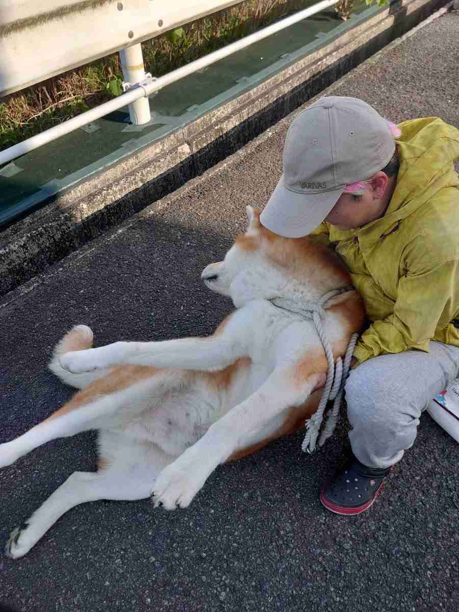 「帰りたくない」全身の力を抜いた秋田犬の“帰宅拒否”がスゴい！体重は約36kg…その後を飼い主に聞いた