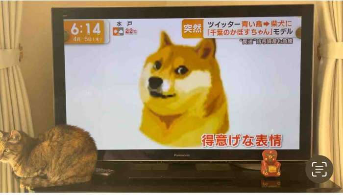 かぼちゃんがTwitterのロゴに！？ : かぼすちゃんとおさんぽ。