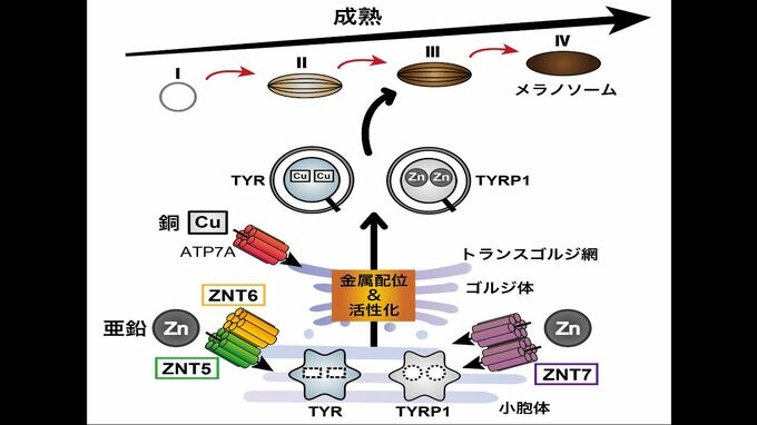 日焼け止めに革命が!?「メラニンの生合成には亜鉛が必要不可欠」大学などが研究成果を発表・世界初