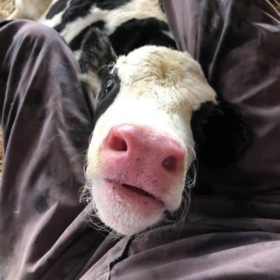 ハルカ@牛好きがいるチーズとジェラートの牧場カフェ on Twitter: 