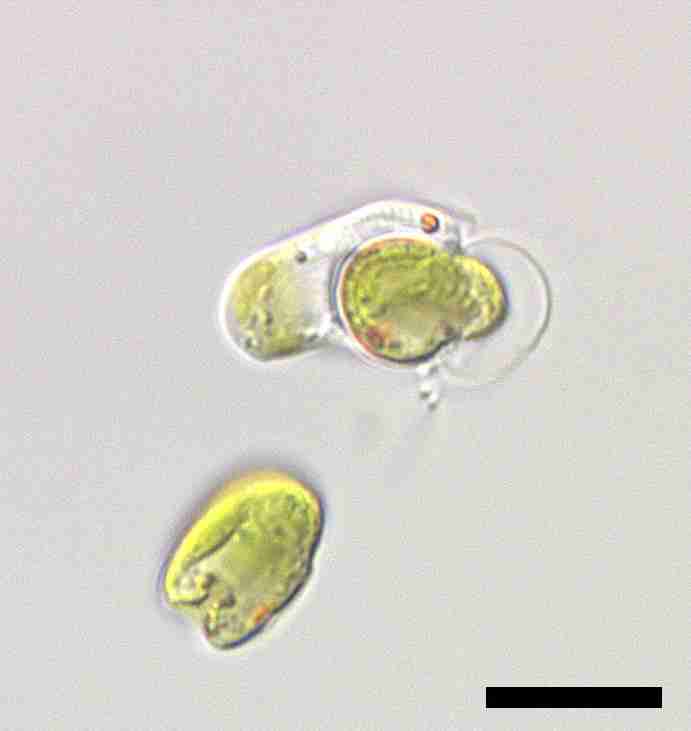 緑藻の葉緑体奪う単細胞生物　進化過程解明に期待　福井工業大など（時事通信） - Yahoo!ニュース