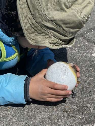 パンパンにふくらんだフグを見た4歳男の子は……　やさしくなだめ落ちつかせようとする姿に「優しい」「両方かわいい」（ねとらぼ） - Yahoo!ニュース
