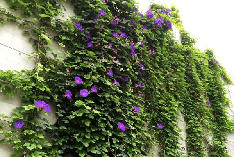 今年グリーンカーテンやる予定の人ー！