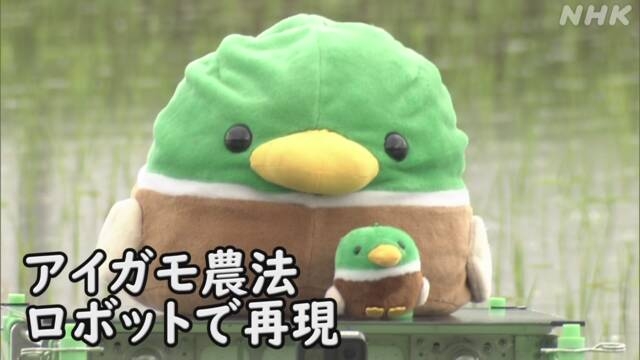 雑草の繁殖抑えるアイガモ農法の効果をロボットで再現 富山 | NHK | 富山県