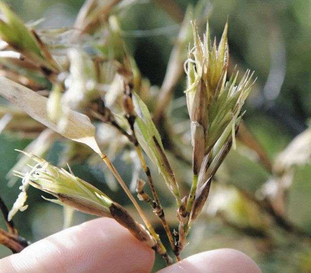 ＜通風筒＞　１２０年に一度の開花　名大野外観察園のクロチク：中日新聞Web