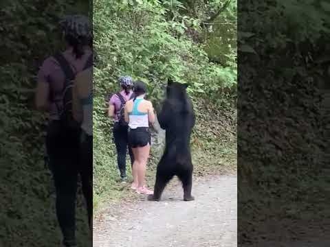 【緊張感】クマに遭遇した女性3人。じっとしてやり過ごす。 - YouTube