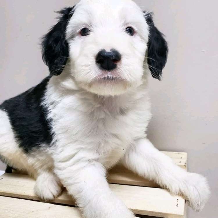 好きな犬種【みんなのオンリーワン🐶】