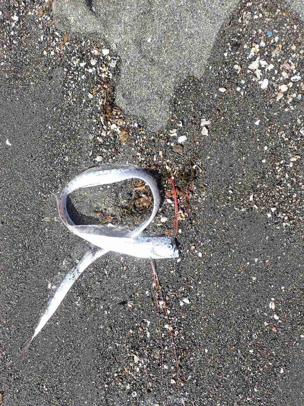 80センチのリュウグウノツカイ　沖ノ島の砂州に漂着　館山（千葉県）（房日新聞） - Yahoo!ニュース
