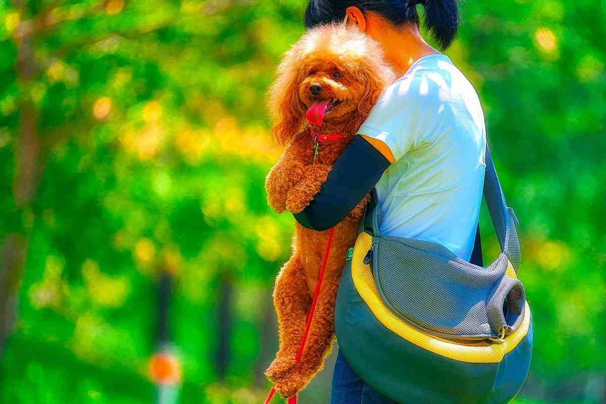 「わが子（犬）の食費は人間以上」ヒトとだけ上手く関われない、48歳女性の「歪みすぎた母性愛の結末」　 | FORZA STYLE｜ファッション＆ライフスタイル[フォルツァスタイル]