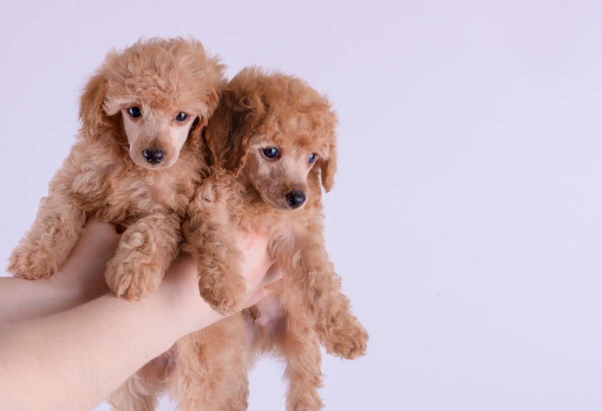 「犬の食費は人間以上」「反抗期がないので、人間より優秀」ペット愛が強過ぎてヒトと上手く関われない、48歳女性の「母性愛」