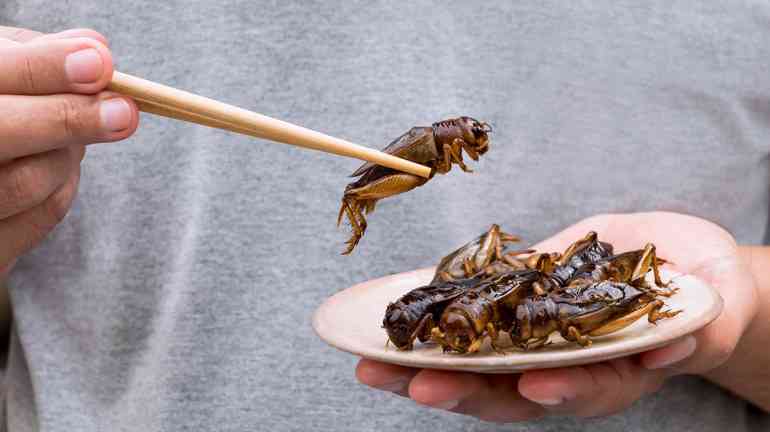 昆虫食の給食にクレームが殺到した今だからこそ考えたい、タンパク質危機とスーパーフードとしての昆虫の存在｜@DIME アットダイム