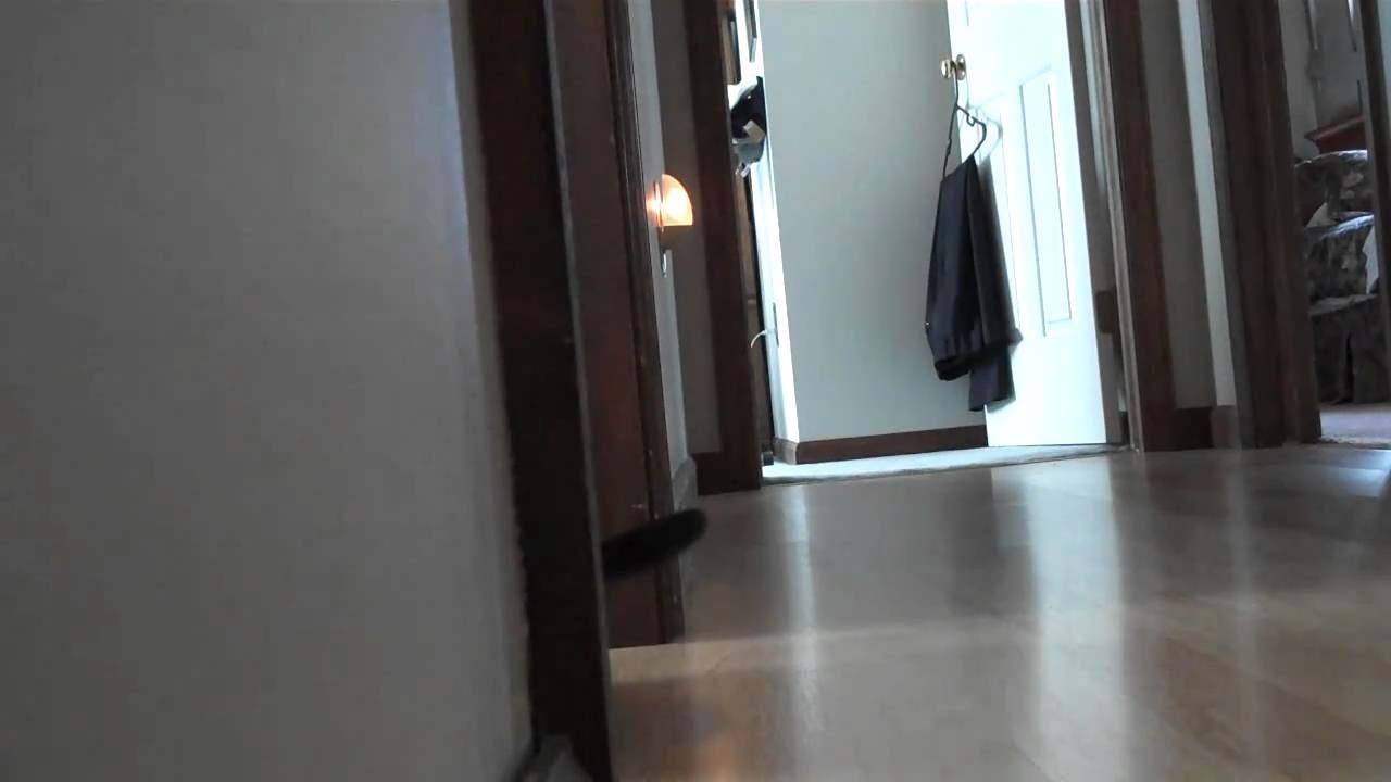 Black cat plays hide and seek around corner - funny! - YouTube