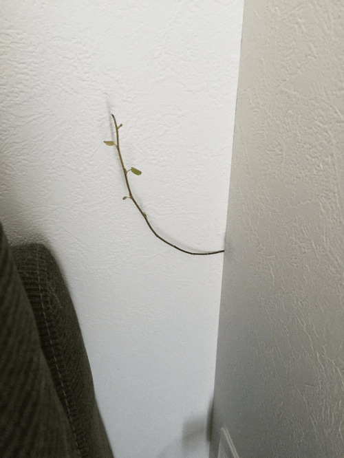 ガーデニングの失敗あるある