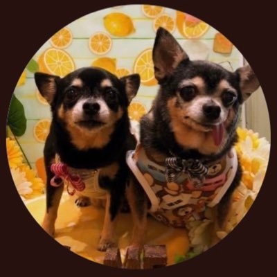 華原朋美 on Twitter: 